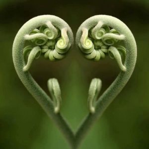 green_Heart